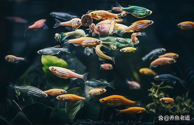 如何調整水質以適應兩種魚類？（養魚新手如何調整水質以適應兩種不同種類的魚類）