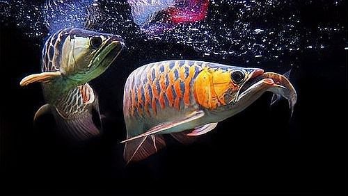 如何調整水質以適應兩種魚類？（養魚新手如何調整水質以適應兩種不同種類的魚類）