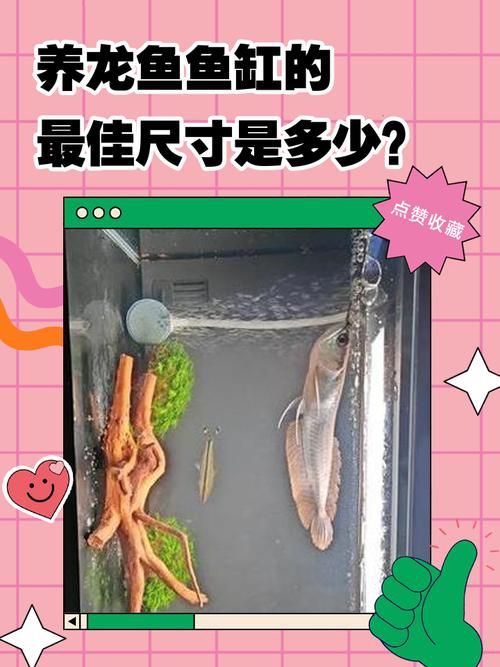 龍魚缸的最佳尺寸圖（龍魚缸最佳尺寸）