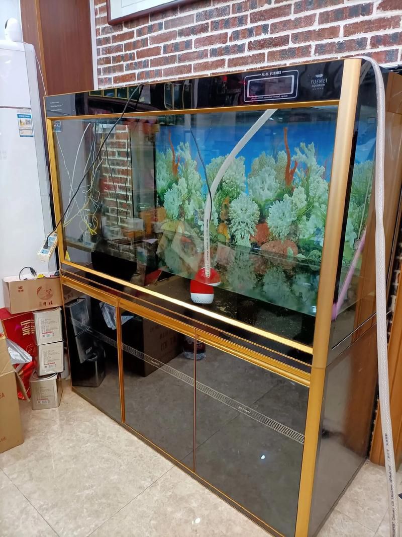 龍魚缸的最佳尺寸圖（龍魚缸最佳尺寸）