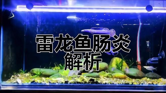 彩虹雷龍魚有哪些常見疾??？（彩虹雷龍魚常見疾病及其癥狀）