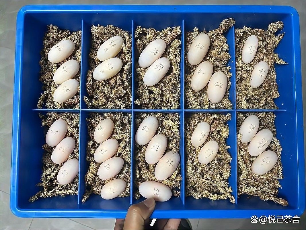 人工干預孵化成功率有多高（人工干預孵化成功率高達90%）