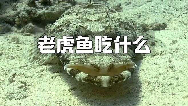 龍魚(yú)和虎魚(yú)的食物有哪些？（魚(yú)和虎魚(yú)作為觀賞魚(yú)的飲食習(xí)性是養(yǎng)魚(yú)愛(ài)好者非常關(guān)心的話題）