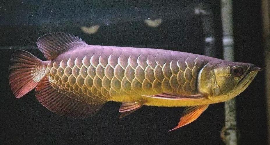 能提供幾張不同品種的金龍魚高清圖片嗎（可以提供幾張不同品種的金龍魚高清圖片嗎）