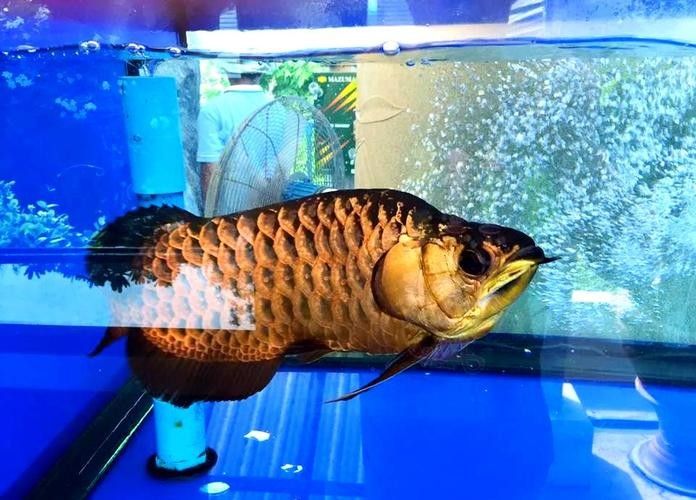 能提供幾張不同品種的金龍魚高清圖片嗎（可以提供幾張不同品種的金龍魚高清圖片嗎）