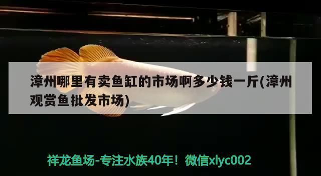 <strong><mark>漳州</mark></strong>哪里有賣魚缸的市場啊多少錢一斤(<strong><mark>漳州</mark></strong>觀賞魚批發市場)（<strong><mark>漳州</mark></strong>哪里有賣魚缸的市場啊）