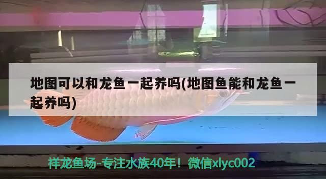 地圖可以和龍魚一起養(yǎng)嗎(地圖魚能和龍魚一起養(yǎng)嗎)（地圖可以和龍魚一起養(yǎng)嗎,）