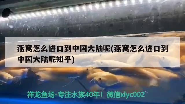 介紹金龍魚的作文英語六年級（寫金魚的英語作文）（thegoldendragonfish）