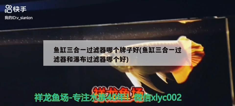 介紹金龍魚的作文英語六年級（寫金魚的英語作文）（thegoldendragonfish）
