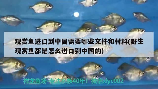 介紹金龍魚的作文英語六年級（寫金魚的英語作文）（thegoldendragonfish）