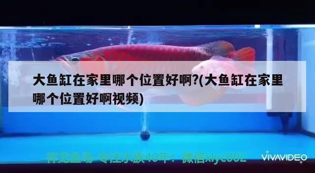 大魚缸在家里哪個位置好啊?(大魚缸在家里哪個位置好啊視頻)