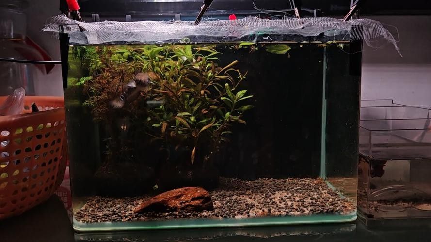 七彩雷龍魚缸需要哪些輔助設備（彩雷龍魚缸的輔助設備）