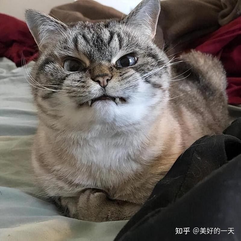 龍貓流口水會(huì)自愈嗎？（龍貓流口水會(huì)自愈嗎）