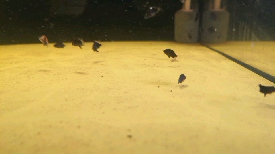 魚缸用增氧泵價格是多少:魚缸增氧機-xtrac增氧機-xtrac增氧機 死了一半了(“死了一半”是什么意思) 觀賞魚百科 死了一半了(“死了一半”是什么意思) 死了一半了(“死了一半”是什么意思) 觀賞魚百科