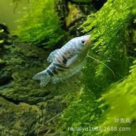 寧波龍魚價(jià)格如何（寧波龍魚價(jià)格以及飼養(yǎng)技巧）