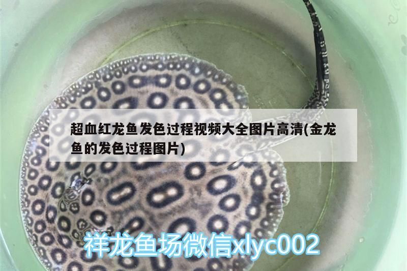 阿根廷黃金河虎開缸記篇（阿根廷黃金河虎開缸記）