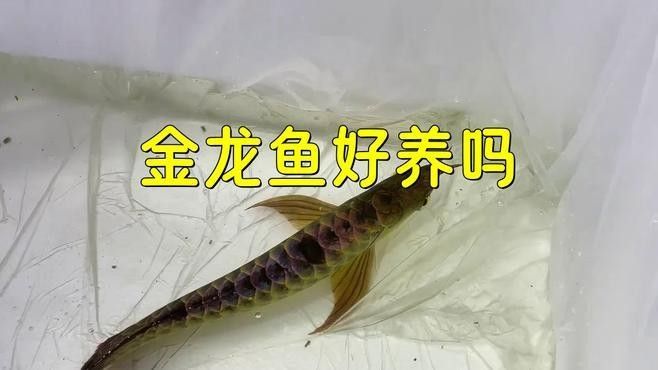 金頭過背金龍魚飼養難度大嗎？（金頭過背金龍魚怎么養？）