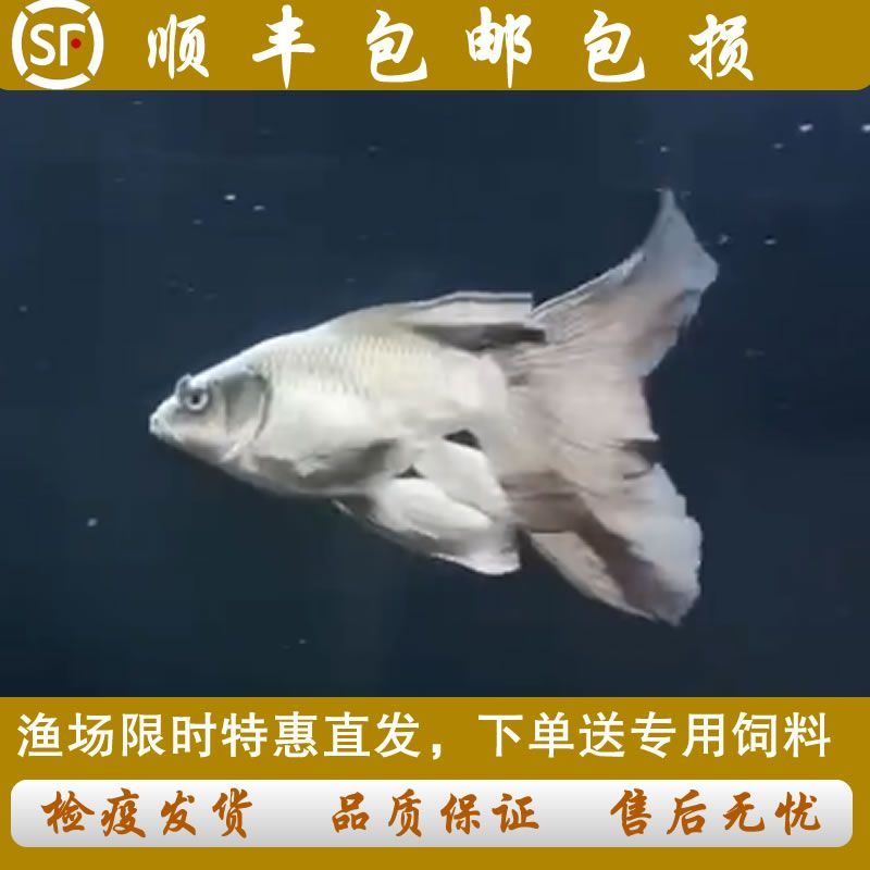 蝴蝶鯉哪個品種好看（蝴蝶鯉的養殖技巧）