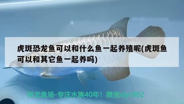 虎斑恐龍魚可以和什么魚一起養(yǎng)殖呢(虎斑魚可以和其它魚一起養(yǎng)嗎)（虎斑恐龍魚可以和什么魚一起養(yǎng)殖）