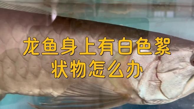 紅龍魚背部鱗片發(fā)白會(huì)傳染嗎（紅龍魚背部有白斑怎么辦） 紅龍魚背部鱗片發(fā)白會(huì)傳染嗎（紅龍魚背部有白斑怎么辦） 龍魚百科 第1張