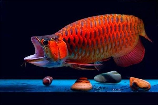紅龍魚背部鱗片發(fā)白會(huì)傳染嗎（紅龍魚背部有白斑怎么辦） 紅龍魚背部鱗片發(fā)白會(huì)傳染嗎（紅龍魚背部有白斑怎么辦） 龍魚百科 第5張