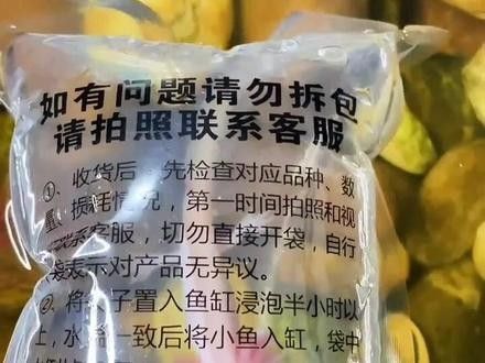 如何判斷小恐龍魚(yú)是否健康（小恐龍魚(yú)是否健康）