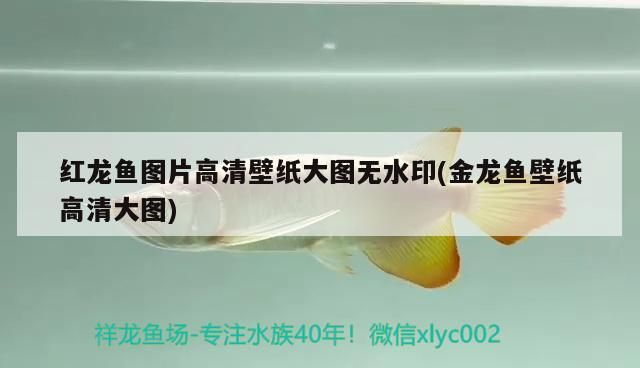 紅龍魚圖片高清壁紙大圖無水印(金龍魚壁紙高清大圖)（紅龍魚圖片高清壁紙）