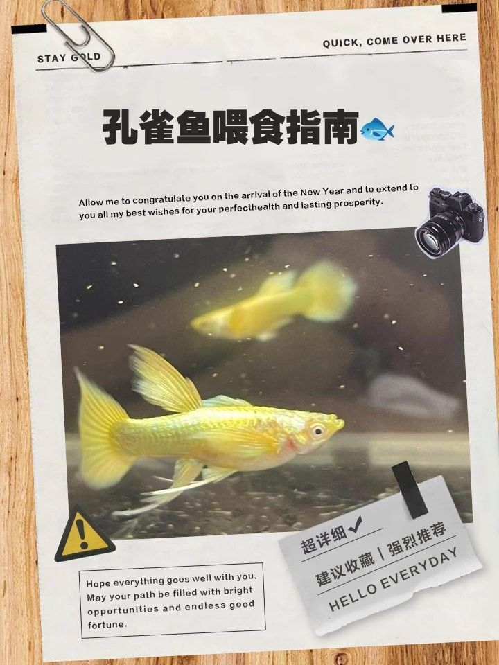 孔雀龍魚成魚一天喂幾次（孔雀龍魚喂食頻率一般建議每天喂食2-3次）