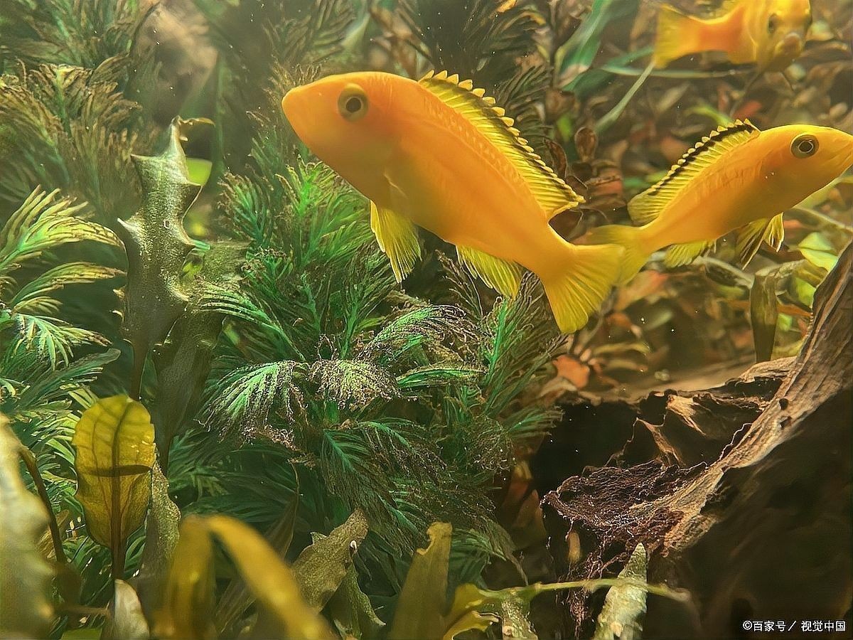 孔雀龍魚成魚一天喂幾次（孔雀龍魚喂食頻率一般建議每天喂食2-3次）