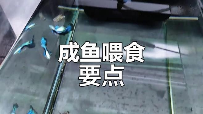 孔雀龍魚成魚一天喂幾次（孔雀龍魚喂食頻率一般建議每天喂食2-3次）