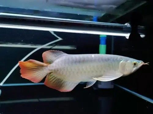 金龍魚尾巴下垂會影響壽命嗎（金龍魚尾巴下垂可能影響其壽命，但具體原因尚不明確）