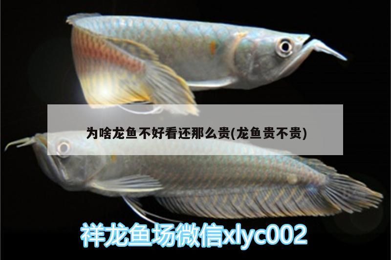 為啥龍魚不好看還那么貴(龍魚貴不貴)（為啥龍魚不好看還那么貴）