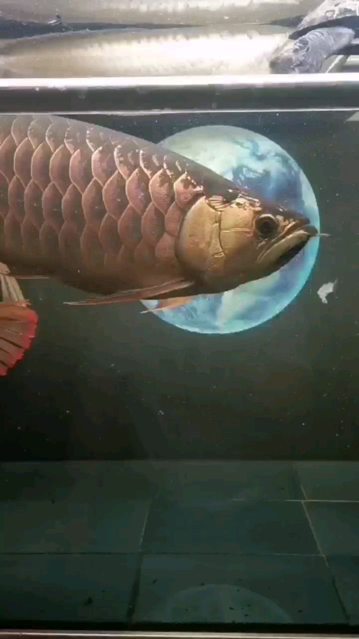 和田觀賞魚市場紅龍一會看到紅一會看到又不紅了呢（和田觀賞魚市場紅龍一會看到紅一會看到又不紅了）