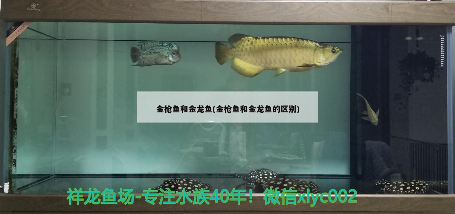 金槍魚和金龍魚(金槍魚和金龍魚的區(qū)別)（世界上最貴的紅龍魚和金龍魚的區(qū)別）
