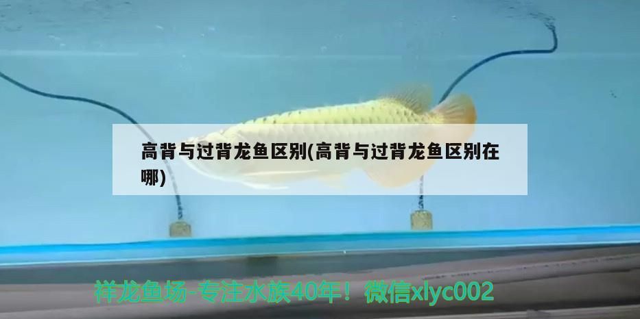 高背與過背龍魚區別(高背與過背龍魚區別在哪)（高背與過背龍魚區別在哪進行解釋高背與過背龍魚區別）