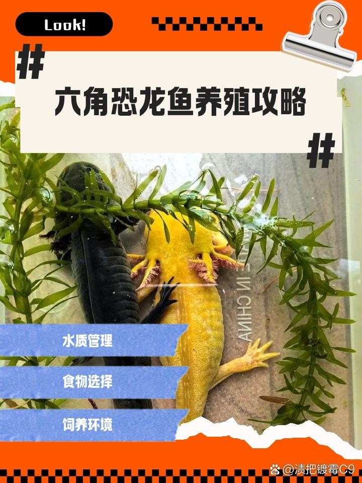 六角恐龍魚幼體如何喂養？（六角恐龍魚的全面養護指南）