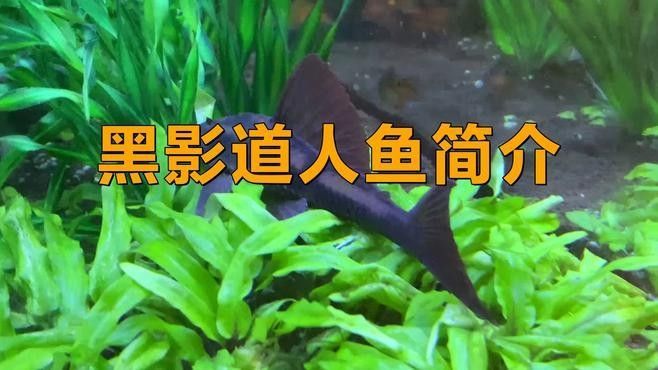 紅線黑影道人魚簡介（紅線黑影道人魚） 紅線黑影道人魚簡介（紅線黑影道人魚） 觀賞魚百科 第2張