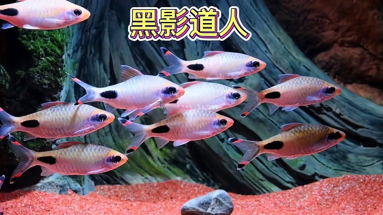 紅線黑影道人魚簡介（紅線黑影道人魚） 紅線黑影道人魚簡介（紅線黑影道人魚） 觀賞魚百科 第3張