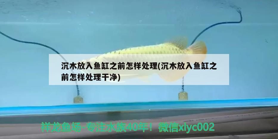 沉木放入魚缸之前怎樣處理(沉木放入魚缸之前怎樣處理干凈)（沉木放入魚缸之前怎樣處理）