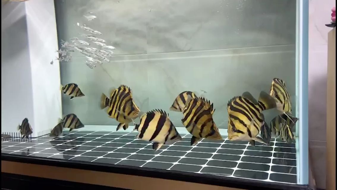 新加坡紅龍魚長(zhǎng)大后發(fā)色了怎么回事兒（小龍魚什么時(shí)候開始發(fā)色）（新加坡紅龍魚發(fā)色過程） 新加坡紅龍魚長(zhǎng)大后發(fā)色了怎么回事兒（小龍魚什么時(shí)候開始發(fā)色）（新加坡紅龍魚發(fā)色過程） 觀賞魚百科