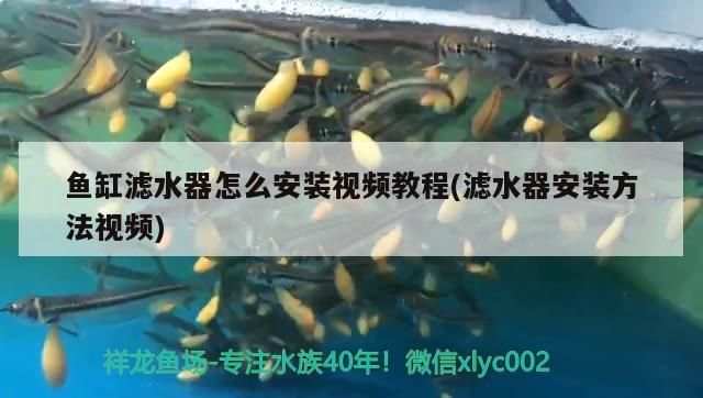 魚缸濾水器怎么安裝視頻教程(濾水器安裝方法視頻)（魚缸濾水器怎么安裝） 魚缸濾水器怎么安裝視頻教程(濾水器安裝方法視頻)（魚缸濾水器怎么安裝） 觀賞魚百科