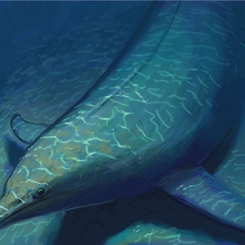 薩斯特魚龍vs巨齒鯊（史上體型最大的5種動物，其中四種已經滅絕，只有一種恐龍上榜閃電探索） 薩斯特魚龍vs巨齒鯊（史上體型最大的5種動物，其中四種已經滅絕，只有一種恐龍上榜閃電探索） 觀賞魚百科 第2張