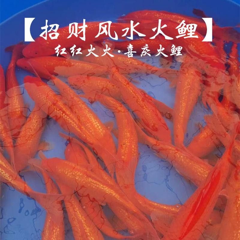 紫艷辣椒紅龍的價格是多少？（紫艷辣椒紅龍的價格與購買渠道）