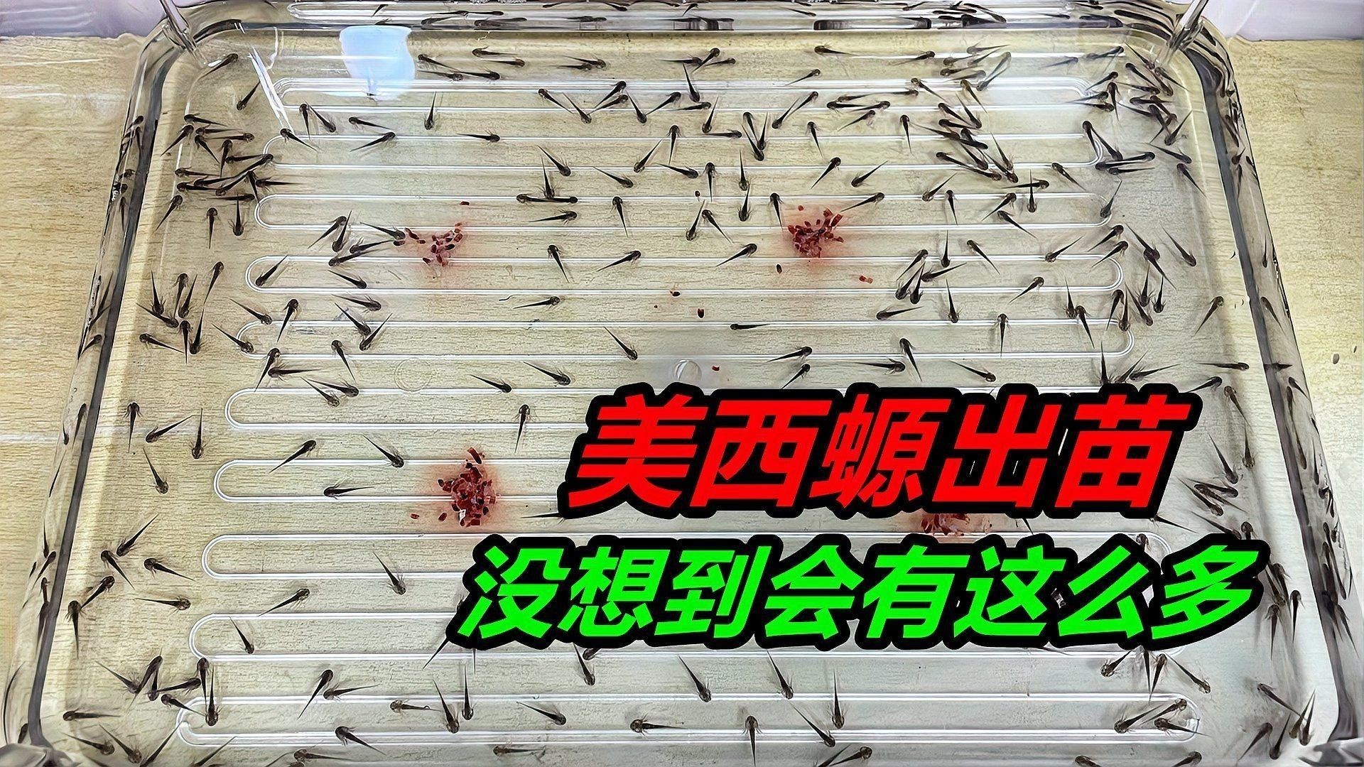 如何預(yù)防恐龍魚開口（為了讓300多條六角恐龍魚，全部開口吃東西）
