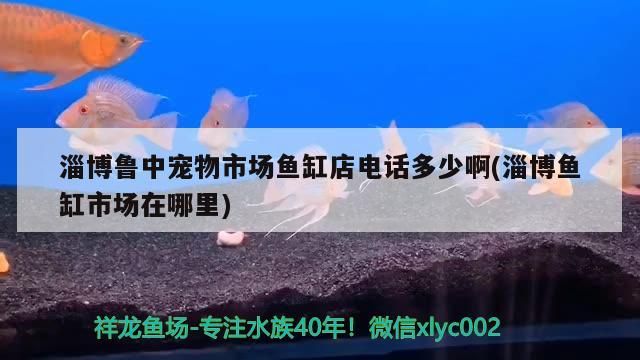 淄博魯中寵物市場魚缸店電話多少啊(淄博魚缸市場在哪里)（山東淄博魯中寵物市場魚缸店電話多少啊，淄博魚缸店電話多少啊）