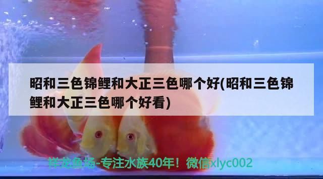 昭和三色錦鯉和大正三色哪個好(昭和三色錦鯉和大正三色哪個好看)（昭和三色錦鯉和大正三色哪個好）