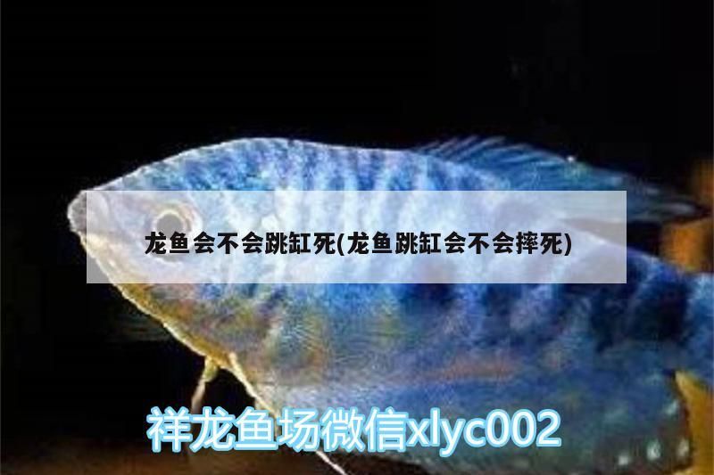 龍魚會不會跳缸死(龍魚跳缸會不會摔死)（龍魚會不會跳缸死）