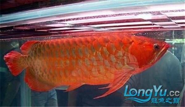 紅龍魚換燈后多久能恢復(fù)發(fā)色