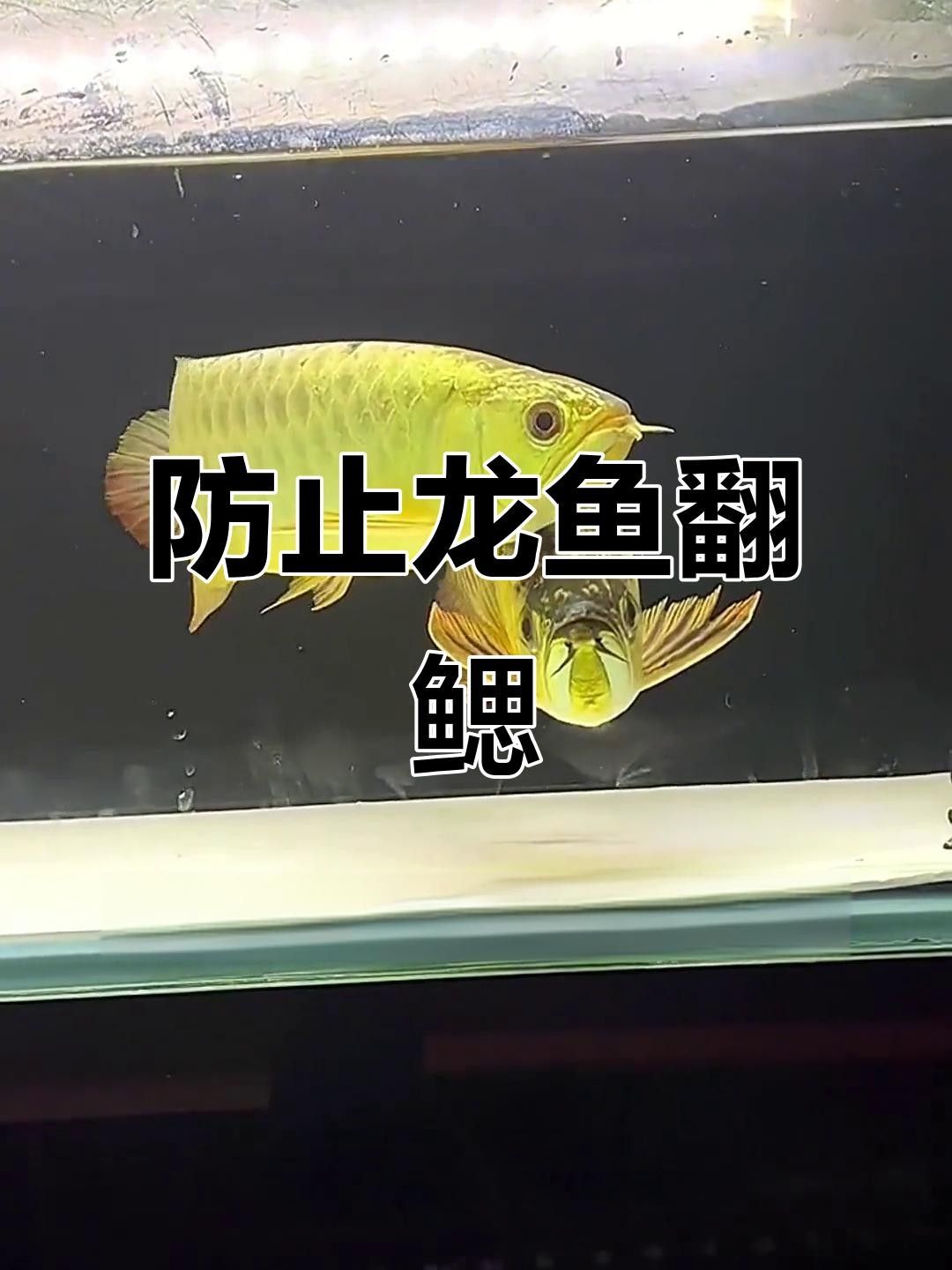 龍魚腮皮卷起來怎么辦啊圖片（龍魚翻腮怎么辦）