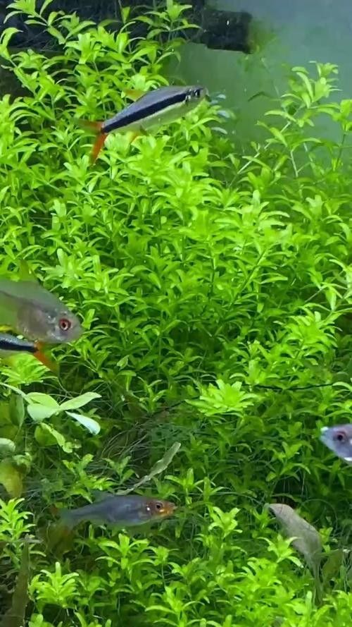 有沒有更詳細的龍魚嘴巴撞爛處理視頻？（龍魚嘴巴撞爛了怎么辦，龍魚嘴巴撞爛恢復案例及處理方法）